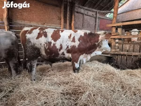 Byk, Krowa limuzyńska — Węgry