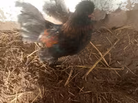 Japanski bantam — fotografija 5