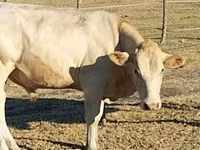Bik, Charolais cattle — fotografija 7