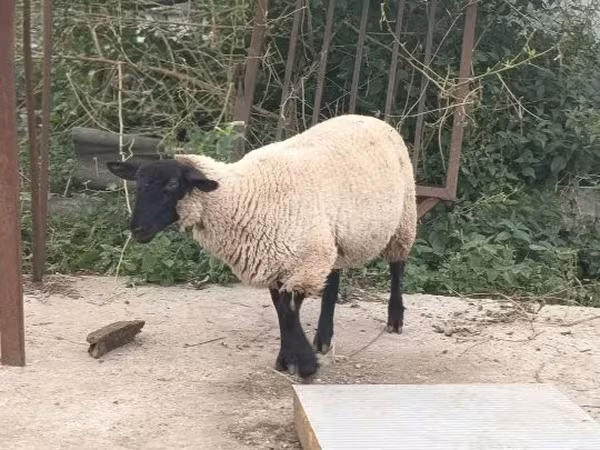 Ram, White Suffolk sheep