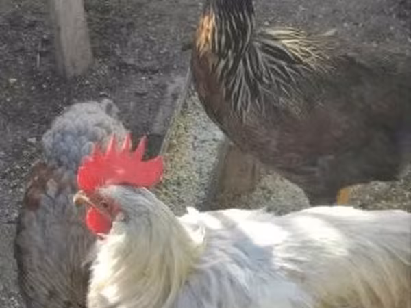 Chickens