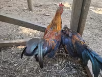 Japanisches Bantam — Foto 5