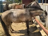 Égua, Cavalos — foto 7