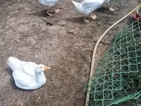 Geese — photo 1