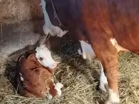 Toro, Simmental cattle — foto 3