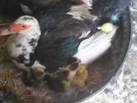 Ducks — الصورة 1