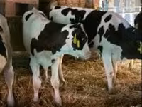 Bulle, Russian Black pied cattle — Foto 4