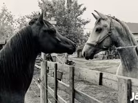 Pastuv, Arabian horse — fotografija 6