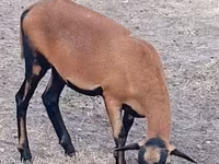 Qoyun, Cameroon sheep — foto 2