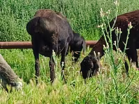 Ovelha, Arashan sheep — foto 2