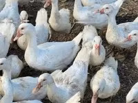 Geese — zdjęcie 1