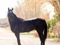 Koń, Thoroughbred horse — zdjęcie 4