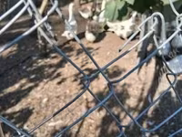 Geese — fotografija 1