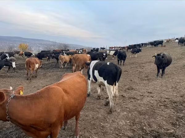 Byk, Russian Black pied cattle