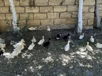 Nemački pekin — fotografija 1