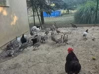Guinea fowl — fotografija 4