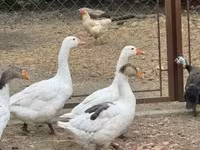 Geese — zdjęcie 4