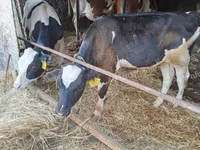 ثور, Russian Black pied cattle — الصورة 1