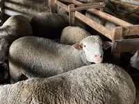 Carnero, Ile-de-France sheep — foto 4