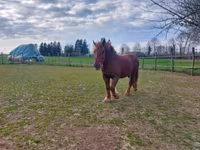 Égua, Hungarian horse breed — foto 3