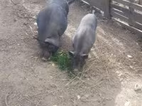 母猪, Pigs — 照片 2