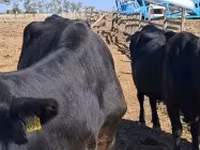 母牛, Cattle — 照片 2