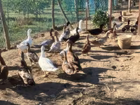 Ducks — الصورة 6