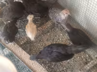 Australorp — fotografija 4