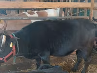 母牛, Cattle — 照片 2