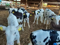 公牛, Holstein breed — 照片 2
