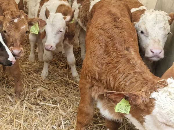 Qoramol (partiya, jinsi ko‘rsatilmagan), Simmental cattle