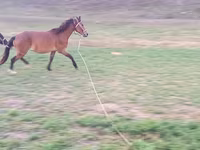 Égua, Cavalos — foto 5