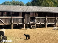 كبش, Merino sheep — الصورة 3