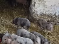 Schweine (Partie, Geschlecht nicht angegeben), Вьетнамская вислобрюхая — Foto 7