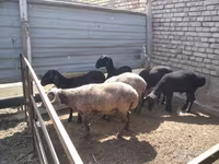 Bélier, Moutons — photo 3