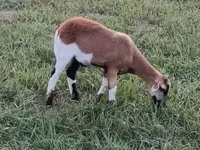 मेढ़ा, Cameroon sheep — फ़ोटो 6