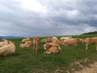 Корова, Blonde d’Aquitane cattle — фото 2