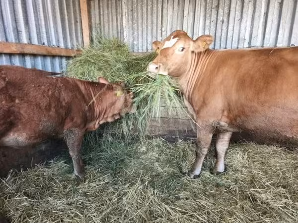 Vache, Vache limousine — Hongrie