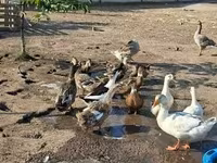Ducks — zdjęcie 2