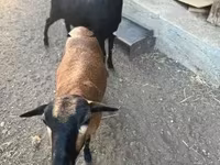 Коза, Nigerian dwarf goats — фото 1