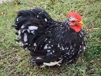 Pekinška bantam — fotografija 3