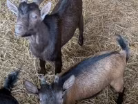 公山羊, Goats — 照片 4