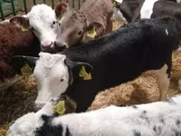 公牛, Simmental cattle — 照片 2