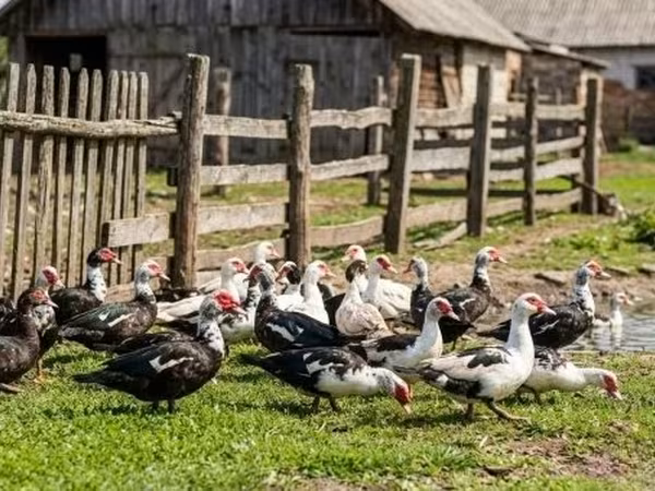 Ducks — Macarıstan