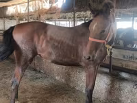 Kobila, Thoroughbred horse — fotografija 7