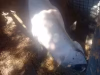 خنزيرة, الخنازير — الصورة 3
