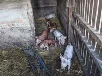 सूअर (लॉट, लिंग निर्दिष्ट नहीं), सूअर — फ़ोटो 1