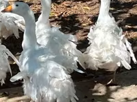 Geese — fotografija 1