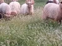 Widder, Racka sheep — Foto 3