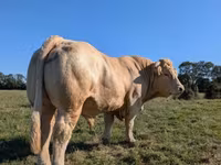 Byk, Charolais cattle — zdjęcie 2